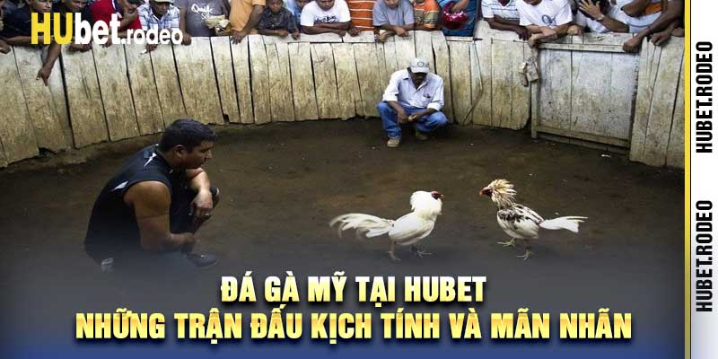 Đá Gà Mỹ Tại Hubet - Những Trận Đấu Kịch Tính Và Mãn Nhãn
