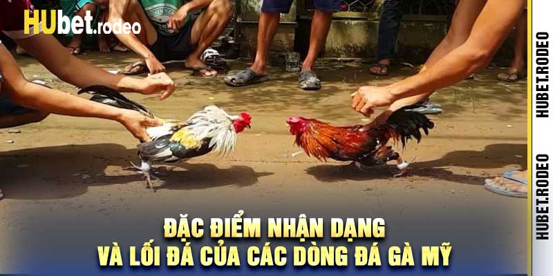 Đặc điểm nhận dạng và lối đá của các dòng đá gà mỹ