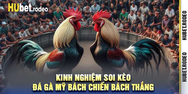Kinh nghiệm soi kèo đá gà mỹ bách chiến bách thắng