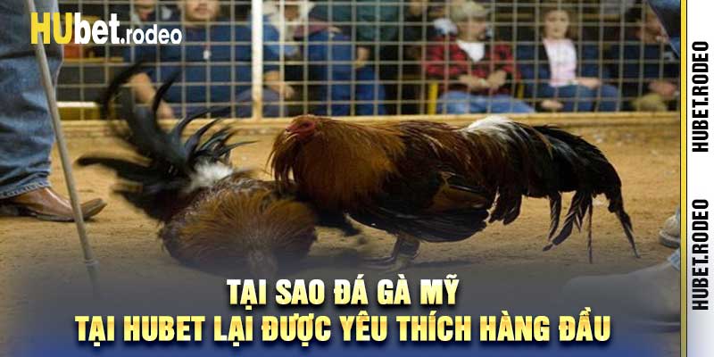Tại sao đá gà mỹ tại Hubet lại được yêu thích hàng đầu
